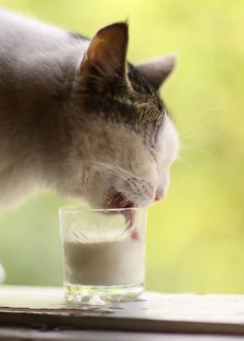 aç kedi içecek süt mavi kase dudaklarını yala