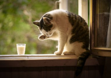 aç kedi cam kenarında yaz yeşil arka plan üzerinde süt İçecek