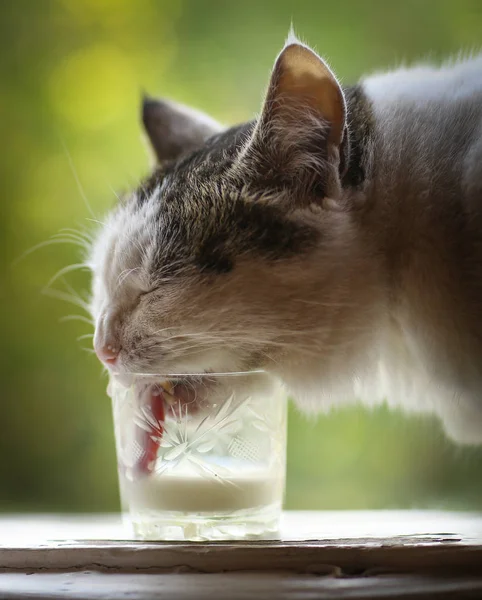 Hungrig katt dricka mjölk från blå skål slicka hans läppar — Stockfoto