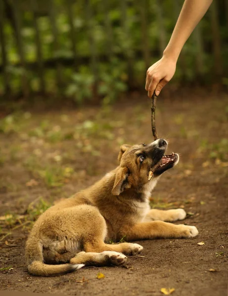 Cachorro pastor alemán —  Fotos de Stock