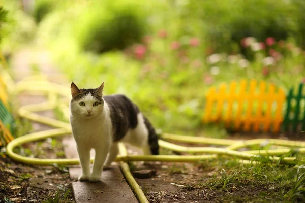 Tom male cat outdoor summer photo — Stock Photo, Image