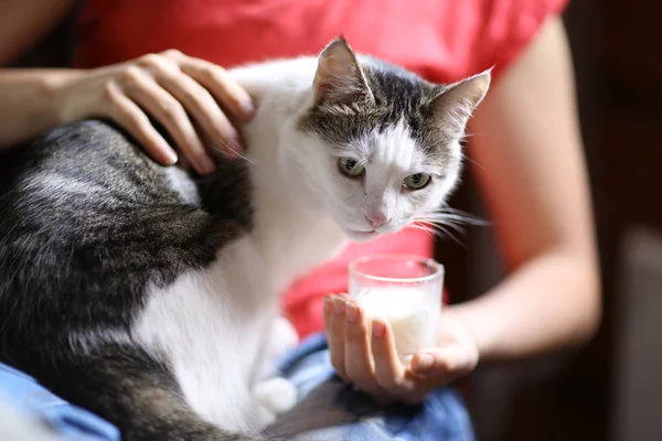 饥饿的猫喝牛奶从蓝色碗舔他的嘴唇 — 图库照片