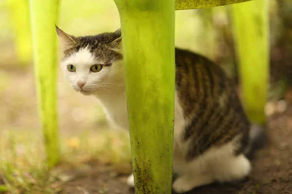 汤姆男性猫户外夏天相片 — 图库照片