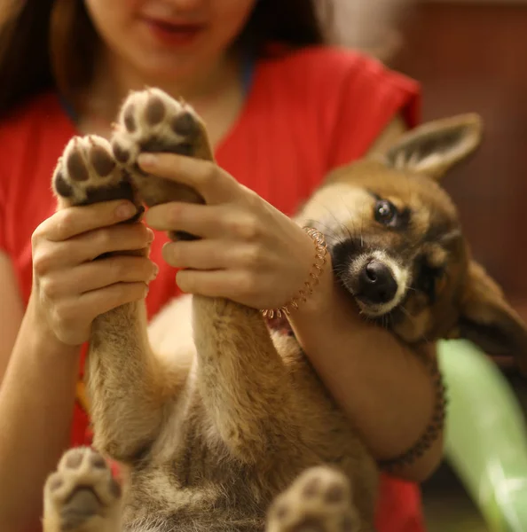 Tiener meisje knuffel pup Romanesc Carpatin dicht foto — Stockfoto