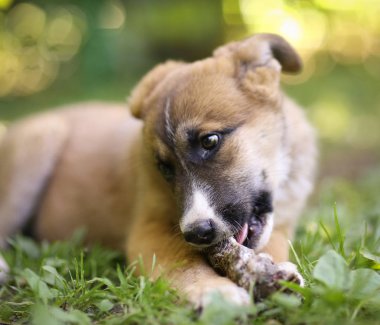 Alman çoban köpek yavrusu insan eli ile yeşil çim çim lay