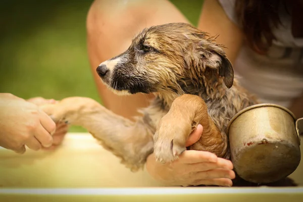 Niños mano wasing cachorro en bañera de cerca foto —  Fotos de Stock