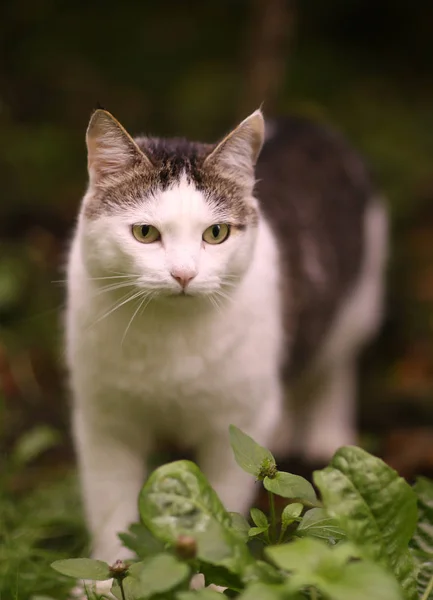 Tom male cat outdoor summer photo — стоковое фото