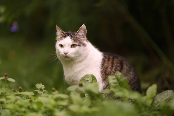 Tom hane katt utomhus sommar foto — Stockfoto