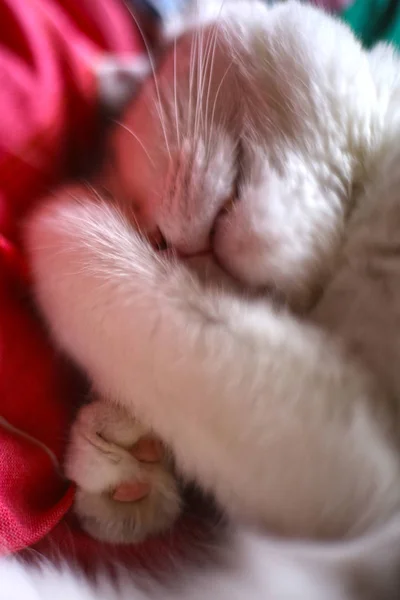 Cute tom mail cat sleeping close up photo — Stock Photo, Image