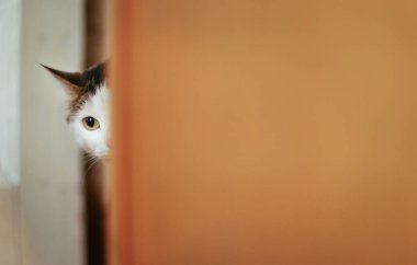 kopya alanı ile köşeden arayan aç kedi