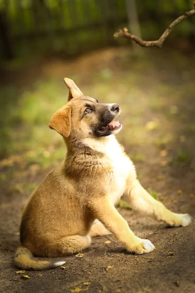 德国牧羊犬小狗玩夏季绿色户外背景 — 图库照片