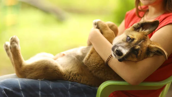 Tiener Meisje Knuffel Pup Romanesc Carpatin Dicht Foto Groene Tuin — Stockfoto