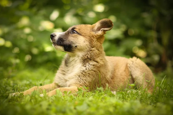 Tysk herdepuppy låg på grönt gräs gräsmatta med mänsklig hand — Stockfoto