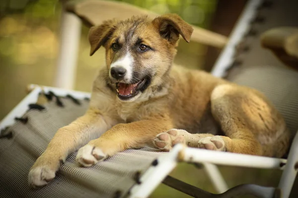 Schäferhund Welpe Lag Auf Liegestuhl Auf Grünem Sommergarten Hintergrund — Stockfoto