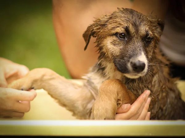 Crianças mão wasing filhote de cachorro na banheira close up foto — Fotografia de Stock