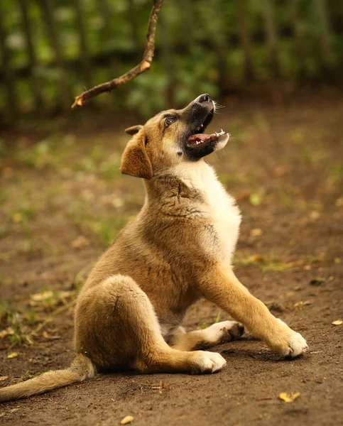 Alman Çoban Köpek Yavrusu Oyun Yaz Yeşil Açık Arka Plan — Stok fotoğraf