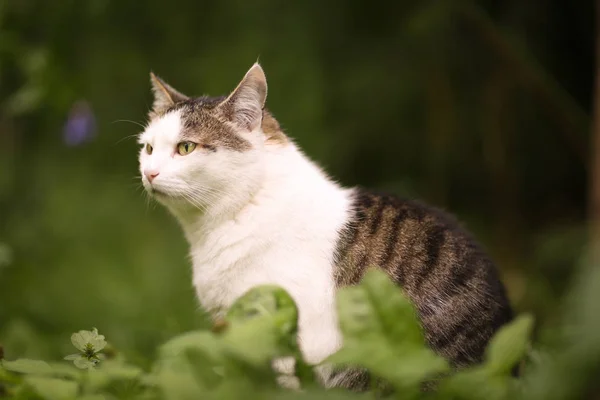 Post Hankatt Närbild Porträtt Sommaren Trädgård Bakgrund Med Dekoration Staket — Stockfoto