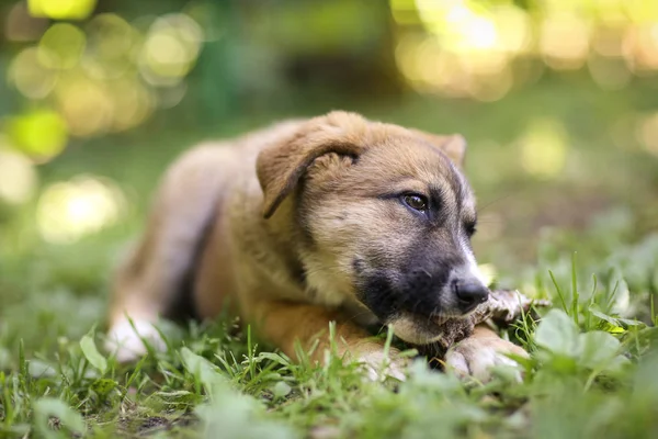 Schäferhund Welpe Lag Auf Grünem Rasen Und Nagte Knochen — Stockfoto