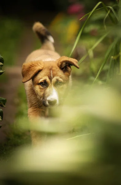 Cachorro Pastor Alemán Yacía Césped Hierba Verde Con Mano Humana —  Fotos de Stock
