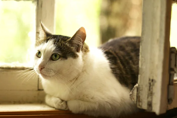 Gatto affamato bere latte da ciotola blu leccare le labbra — Foto Stock