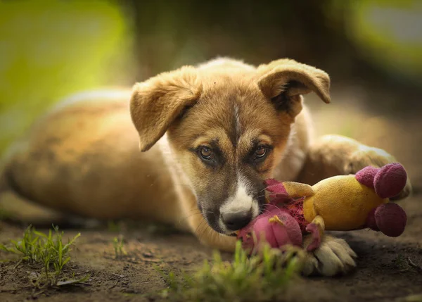 Owczarek niemiecki puppy leżał na zielony trawa trawnik z ludzką ręką — Zdjęcie stockowe