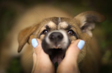 Alman çoban köpek yavrusu ısırmak insan çıplak ayak