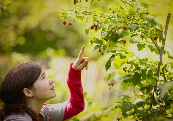 Teenager vegan girl pluck ripe raspberries from bush close up summer photo — Stock Photo, Image