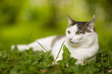 Tom posta mavi gözlü kedi portre el okşayarak ile yaz yeşil çimenlerin üzerinde Kapat