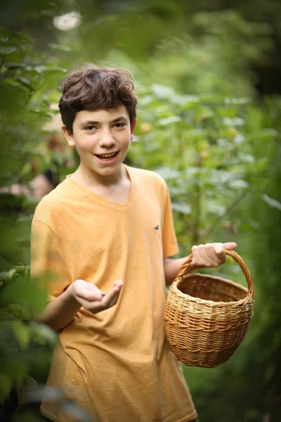 Teenager boy harvesting black currant with basket — Stock Photo, Image