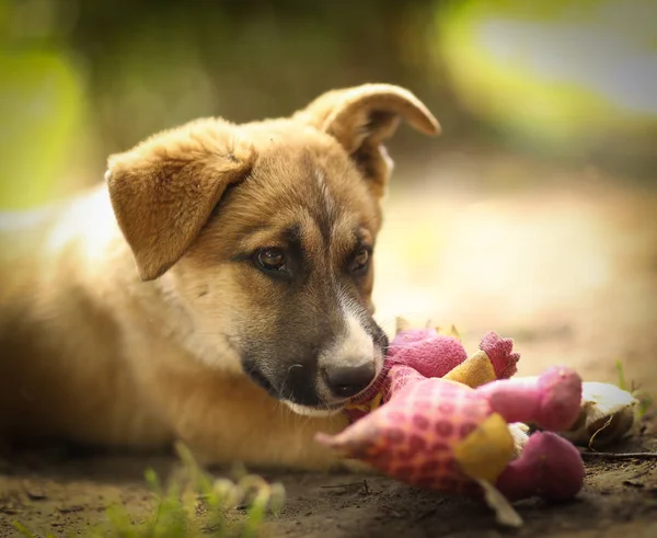 Alman çoban köpek yavrusu insan eli ile yeşil çim çim lay — Stok fotoğraf