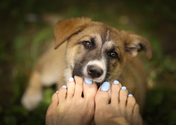 Duitse herder pup hond beet — Stockfoto