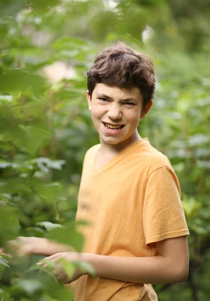 Teenager boy harvesting black currant with basket — Stock Photo, Image