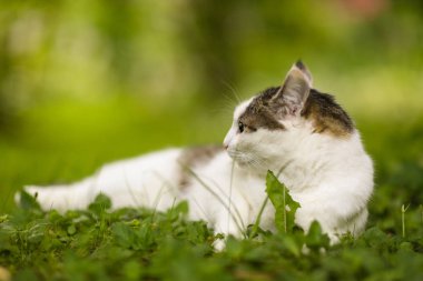 Tom erkek kedi açık yaz fotoğraf