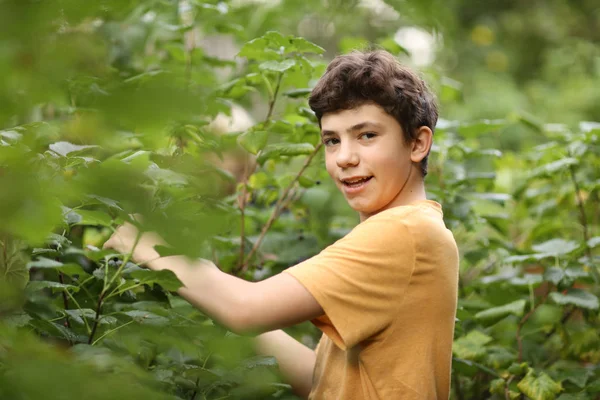 Adolescente chico cosechando negro grosella con cesta — Foto de Stock