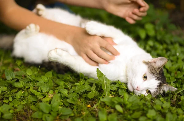 Tom male cat outdoor summer photo — стоковое фото