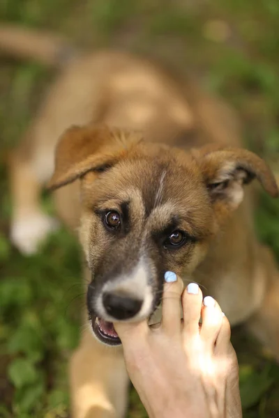 Schäfer Valp Hund Bita Människans Fot Närbild Foto — Stockfoto