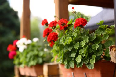 Yazlık ev sundurma yaz Sardunya çiçekleri ile çiçek kutusunu kapatmak yukarıya fotoğraf