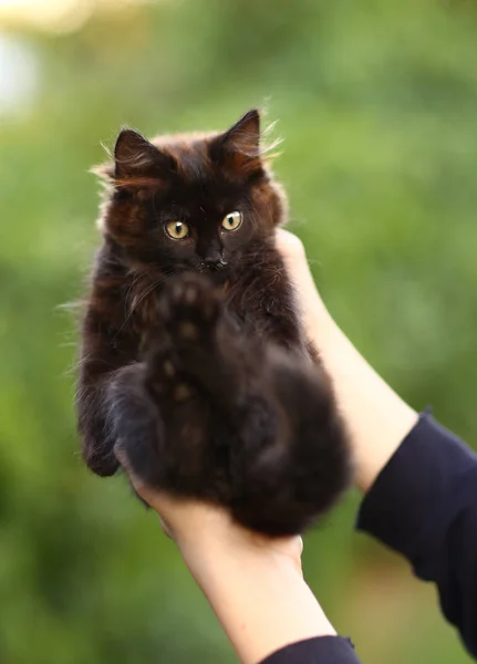 Gatinho preto com matiz de chocolate em mãos humanas no fundo do jardim verde — Fotografia de Stock