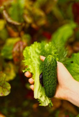 yeşil salata dereotu maydanoz Salantro salatalık ile insan eli