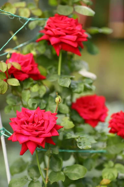 Rosas Rojas Arbusto Fondo Del Jardín Verde Cerca Foto —  Fotos de Stock