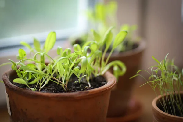 Spinach Sprouts Seeding Pot Close Phot White Backgound Copy Space — Stock Photo, Image