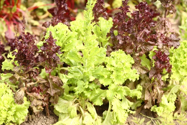 vegetable garden seedbed with salad, parsley close up photo