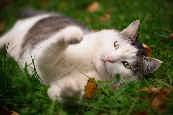 Tom Mail Blauwe Eyed Kat Spelen Close Portret Zomer Groen — Stockfoto