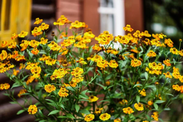 Alant Bloemen Huisje Huis Achtergrond Zomer Close Foto — Stockfoto