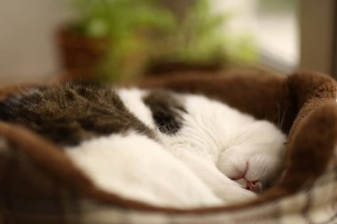 sevimli tom posta kedi kedi yatakta fotoğraf kadar yakın Saksı bitkiler üzerinde arka plan ile yatmak