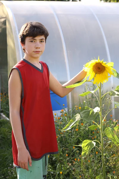 Adolescent Agriculteur Garçon Avec Tournesol Sur Fond Serre Photo Été — Photo