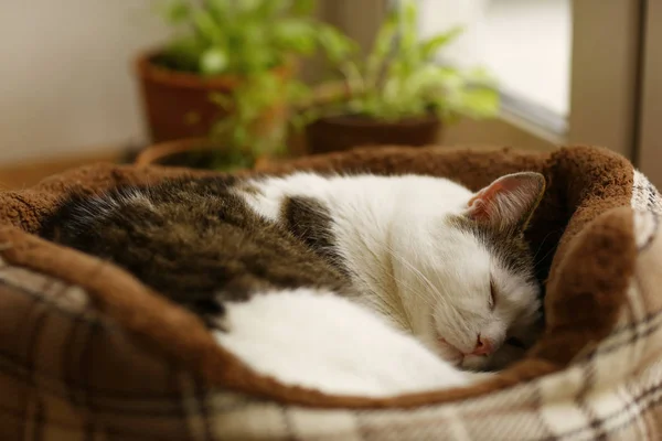 可爱的汤姆邮件猫睡觉关闭照片在猫床上的盆栽植物背景 — 图库照片