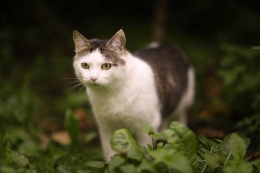 Tom posta kedi yakın çekim yaz dekorasyon çit bahçe zemin üzerine portre