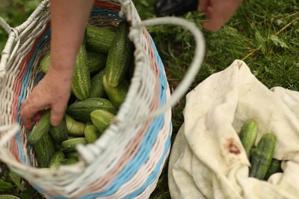 Komkommers Tas Met Handen Koop Fruitmarkt Close Foto — Stockfoto