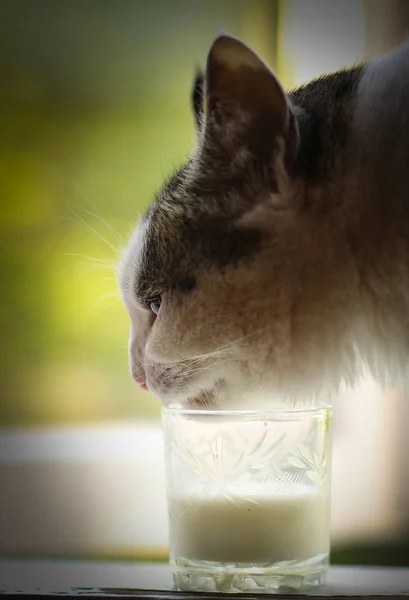 Hungrig Katt Dricka Mjölk Från Glas Fönsterkarmen Sommaren Grön Bakgrund — Stockfoto